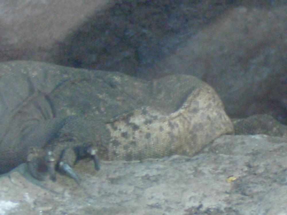 gravid female chuckwalla