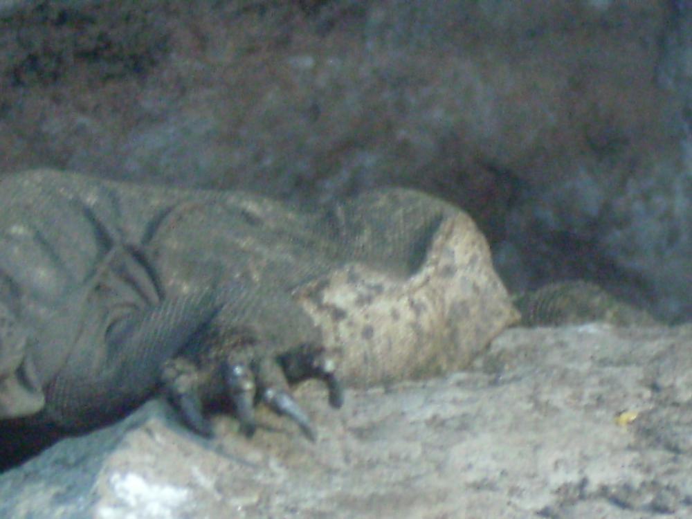 gravid female chuckwalla