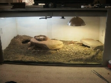 franks new viv