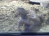 frank