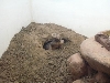 frank in burrow