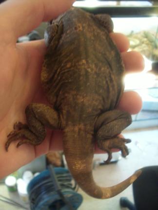 little female