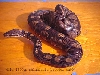 dark male