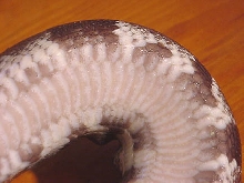 dark male