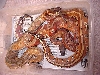 bl4