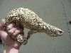 savanna hand