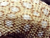 savanna close up