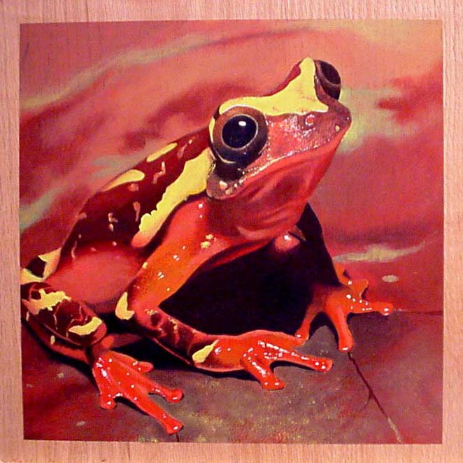 frog