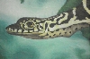 varanus3