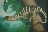 varanus1