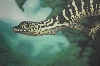 varanus2
