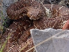 rattesnake