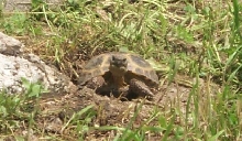 Little Female