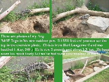 My Tegu
