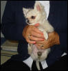 My Chihuahua, Pippie