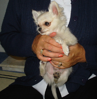 My Chihuahua, Pippie