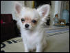 Peppi the chihuahua male