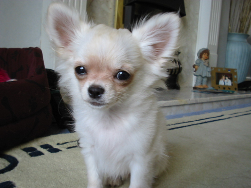 Peppi the chihuahua male