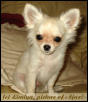 Peppi my chihuahua male puppy again