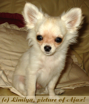 Peppi my chihuahua male puppy again