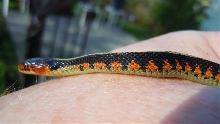 CB April 2011 Oregon Red Spotted Garter Snake
