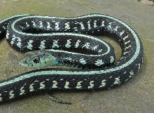 "Greenanerythristic" Oregon Red-spotted garter (T.s. concinnus)