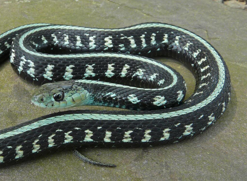 "Greenanerythristic" Oregon Red-spotted garter (T.s. concinnus)