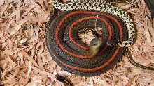 Red Striped Northwestern Garter Snake