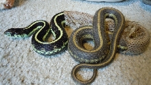 Puget Sound Garter snake shedding