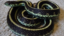 Puget Sound Garter