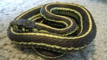 Puget Sound Garter