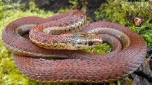 Erythristic Northwestern Garter Snake