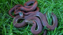 Erythristic Northwestern Garter Snakes