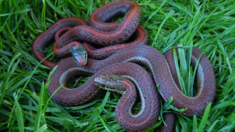 Erythristic Northwestern Garter Snakes