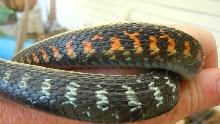 Anerythristic Oregon Red Spotted Garter