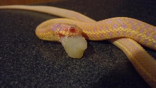 Iowa albino plains garter