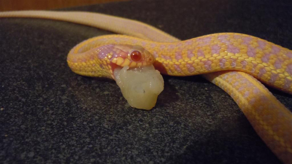 Iowa albino plains garter