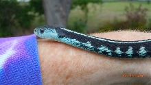 Blue Anery Red Spotted Garter