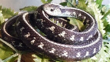Anerythristic Oregon Red Spotted Garter Snake