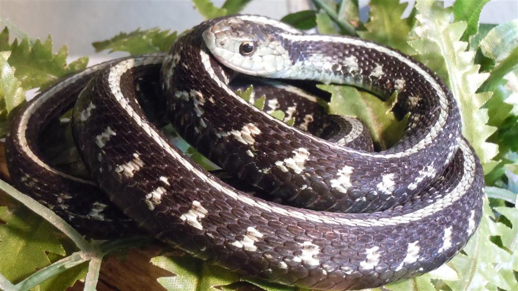 Anerythristic Oregon Red Spotted Garter Snake