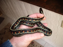 3 stripe Oregon Red-spotted garter snake