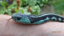 Blue Anery Red Spotted Garter