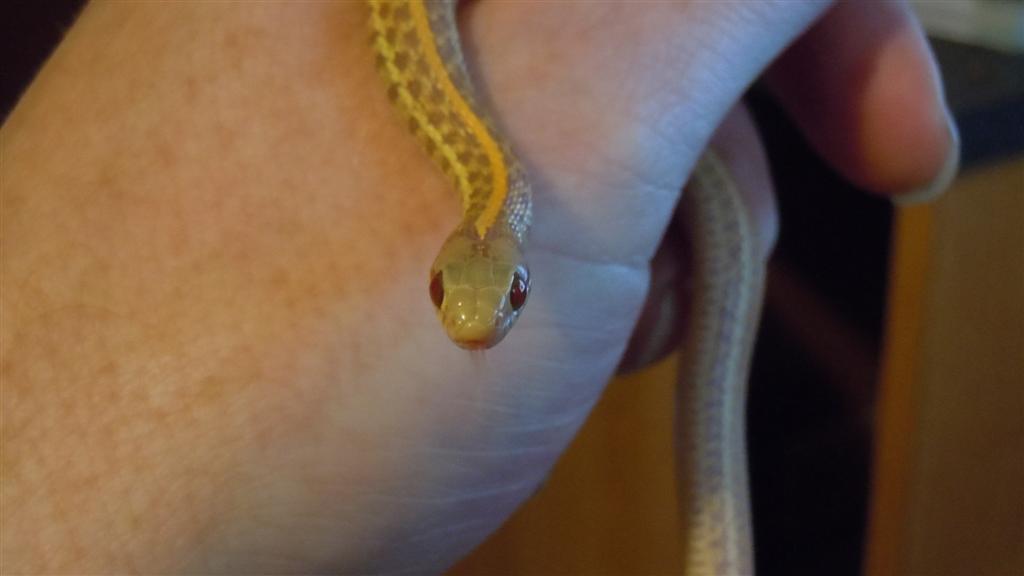 Nebraska Albino Plains Garter
