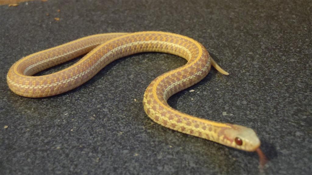 Nebraska Albino Plains Garter