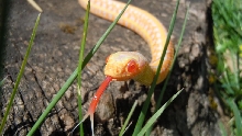 Iowa "Christmas" Albino Plains Garter Snake