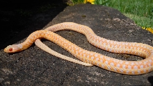2009 Iowa Christmas Albino Plains Garter