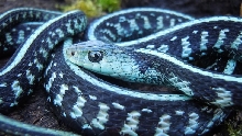 Blue phase anerythristic  Garter snake