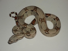 Male #2