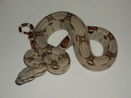 Male #2