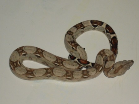 Male #3